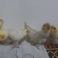 جوجه عروس هلندی یک ماهه