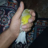 قناری ماده سبز اوپال