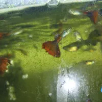 عرضه ماهی گوپی وحلزون سیب و گیاه خز کریسمس|ماهی|شیراز, شهرک مهدیه|دیوار