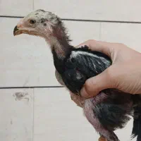 جوجه خروس اوشامو پشت آتیشی