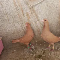 نروماده زرد کرمان