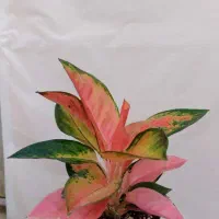 استخدام دعوت به همکاری