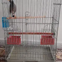 مرغ مینا سخنگو خیلی پر حرف