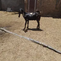 بزغاله پاکسانی