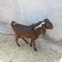 بز چاخ  با کهر نر وماده میش موجود