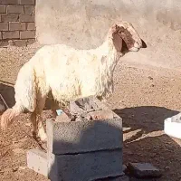 بره قوچ سنجابی