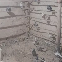 کبوتر شکار
