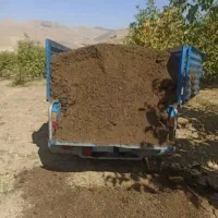 کود گوسفند سوخته شده