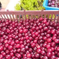 آلبالوی تازه
