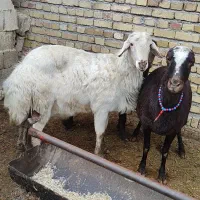 قوچ سفید افشاری سه ساله