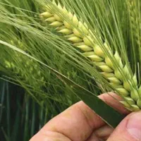 جو بذری جلگه