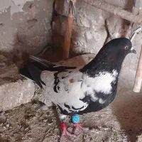 کبوتر|پرنده|هامون, |دیوار