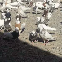 کفتر طوقی همه رنگ