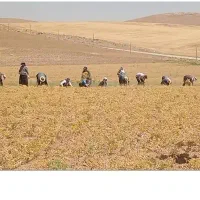 نیازمند کارگر فوریی