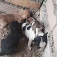 واگذاری ۴ تا توله