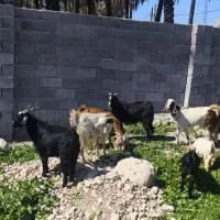 بز داشتی|حیوانات مزرعه|بهبهان, |دیوار