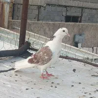 کبوتر پرشی