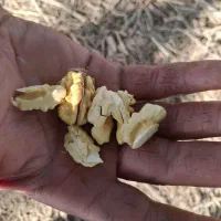 گردو تر|خوردنی و آشامیدنی|سامن, |دیوار