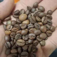 فروش عمده دان قهوه تضمین کیفیت