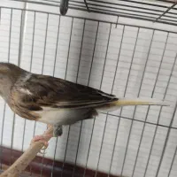 فروش قناری ماده