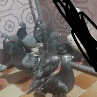 کفتر‌