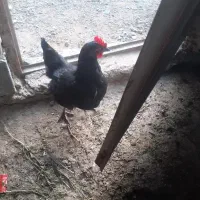 مرغ سیاه