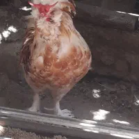 خروس چاق