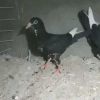 شیش هفتا نر