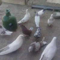 کبوتر گویوخلی