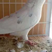 پنج عدد نر شمرونی همه چی تموم ب شرط