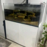 آکواریوم آب شور