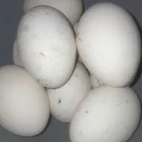 تخم قوغاز