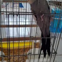 عروس هلندی سخنگو