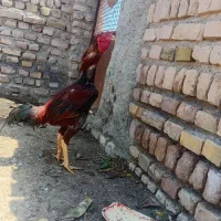 خروس