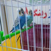 یک جفت مرغ عشق خوشرنگ