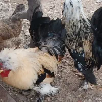 ۲عدد خروس سلطان