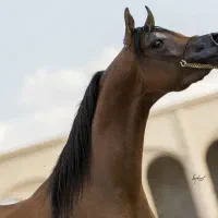 اسب عرب
