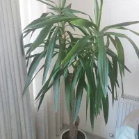 گلدان بزرگ یوکا