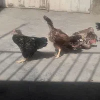 مرغ‌لاری‌۸۰۰تومن