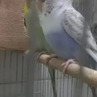 مرغ عشق ماده رینبو