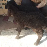 بره شیری افشار و چال