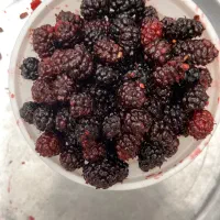 شاتوت درشت تازه