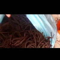 بندکفش هزار جفت