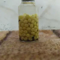 خاویار حلزون