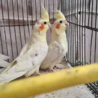 دو عدد  جوجه عروس ۲ماه