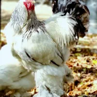 ۲تاخروس برهما اصیل و وزن بالا