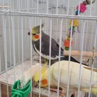 عروس هلندی
