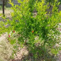 زمین باغ ویلا در زین اباد
