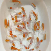 گلدفیش ، گلفیش ردکپ