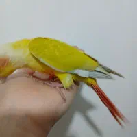 طوطی سانچیک جنسیت نر